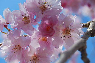 この桜マジ、きれいです！！