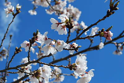 うれしいほど桜と青空がきれいです！！