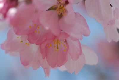 今日は、青空が出たので桜の素材撮りをしました。