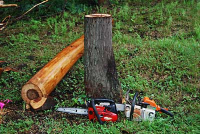先日伐倒した杉の切り株をチェンソーカービングすることにしました。