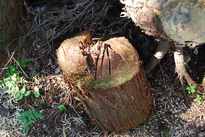材料は、杉の切れっ端の丸太です。