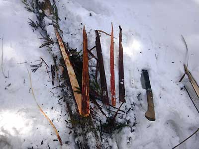 せっかくなのでシオリのヒモも杉で作りたいと思ってこの冬、雪で折れた杉の木の皮を取りに行って来ました。