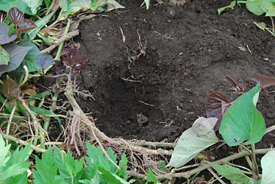 しっかり付け根を掘って、収穫した跡がありました。