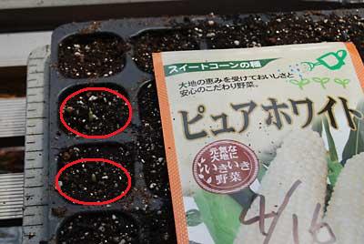 ﾋﾟｭｱﾎﾜｲﾄの発芽が始まりました。