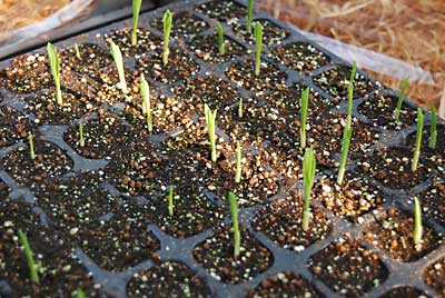 芽の高さは３ｃｍほどになりました。