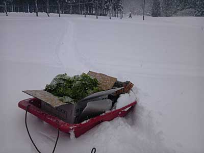 この寒中の雪の中、野菜が収穫出来るとは感慨無量です。