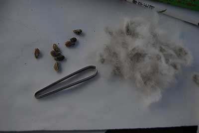 種には綿が張り付いていますので、トゲ抜きを使って地道に綿を削げ落とします。