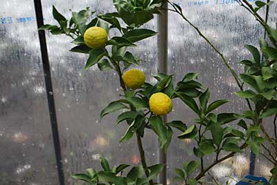 大源太農園の柚子が黄色くなって来ました。