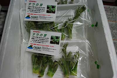 促成栽培のタラの芽を収穫して、３パック直売所に出品してきました。