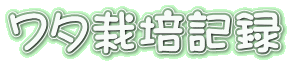 ワタ栽培記録