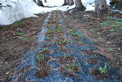 ユンボで除雪した行者ニンニクの芽が活動を開始しました。