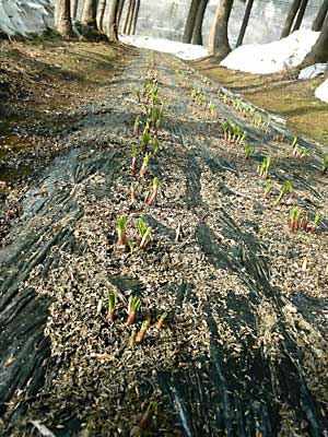 ユンボで除雪した行者ニンニクたちが元気に芽を出し始めました。