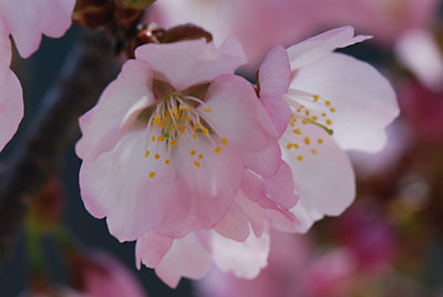 紅山桜、きれいです♪