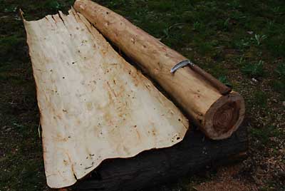 この時期から杉は、簡単に皮が剥けます。