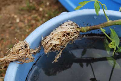 根を５００倍の液肥できれいに洗って、５ｃｍくらいにカットしてから植えます。