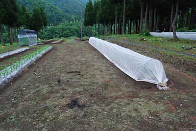 先日苗を定植した枝豆「茶豆里心」の畑の回りも除草しました。