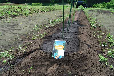 改良山芋５本もようやく植えることが出来ました。