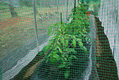 トマトハウスのトマトも順調に生育しています。