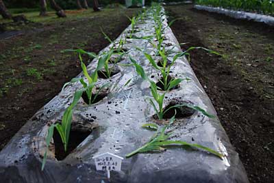 コーンEXは、種まきで植えたので、間引きをしてから除草方々、土寄せをしました。