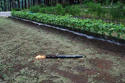 スイートコーンと枝豆畑をバーナーで除草しました。