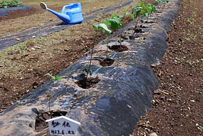 枝豆「秘伝」の苗を１５本ほど定植しました