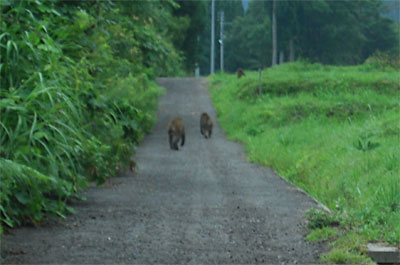 帰って来ると猿が農道を歩いていました。