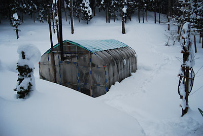 １月３日に除雪したハウスですが、あっという間に埋まってしまいました。