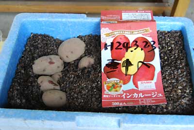 以前１袋購入しておいた種芋のインカを雪中貯蔵してみることにしました。