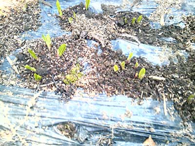 暖かくなって来たので、ユンボで除雪した行者ニンニク畑の芽が動き始めました。