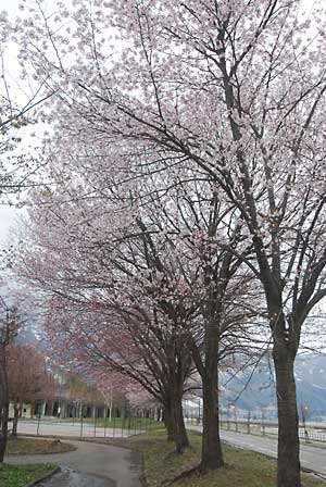 おどろいたことに湯沢の中央公園の桜が一気に咲き出しました！