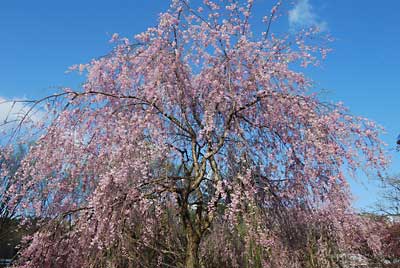 ３日で次のしだれ桜にバトンタッチです。