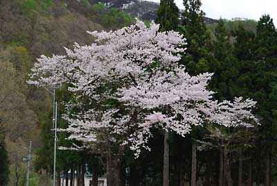 町内の振興センター（地区公民館）の桜が何年ぶりにきれいに咲きました。