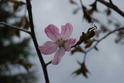 １０年くらい前に植えた振興センターの紅山桜がようやく咲き出しました。