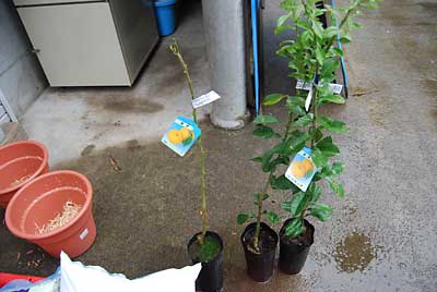 柚の苗木を１０号の鉢に植え直して栽培してみようと思っています。
