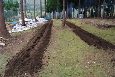 昨年神楽なんばんを植えた畑に苦土石灰を撒いてから耕耘しました。