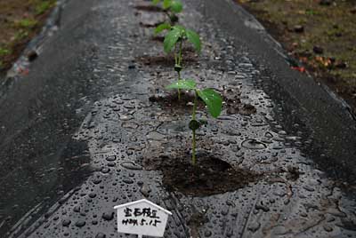 雨の中、枝豆の苗（宝石枝豆）を定植しました。