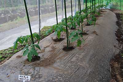フルティカトマトの苗にイボ竹を立てました。