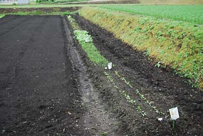 最後に通称「下の畑」の野菜苗の畝の両側も除草しました。