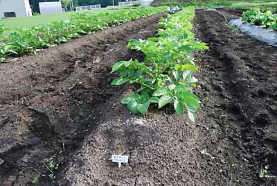 朝イチでジャガイモの追肥と２回目の土寄せをしました。
