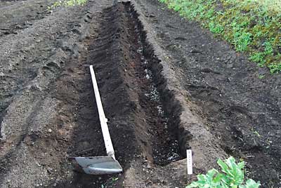 化成肥料を少々と牛糞完熟堆肥を撒きました。
