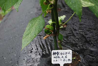 農園の主力の一つである神楽なんばんに実がつき始めました。