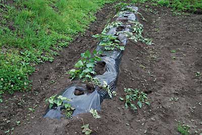 当然、ジャガイモの脇に植えたサツマイモも無残です。