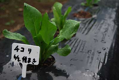 チコリもこの大きさになれば害虫にも負けないと思います。