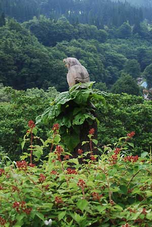 イヌワシは、色がくすんで目立たなくなって来ました。