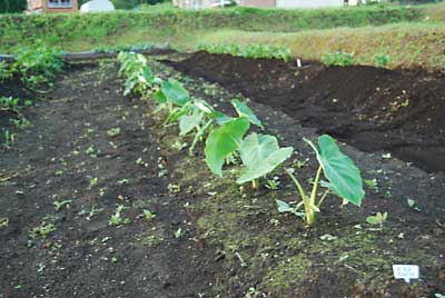 ５月１７日に植えた「土垂れ」がようやく大きくなりだしました。