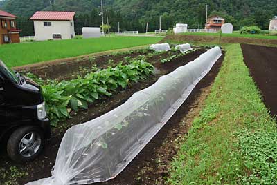 モンシロチョウが来ないうちに化成肥料の追肥を約１ｋｇしてから防虫アミを被せました。