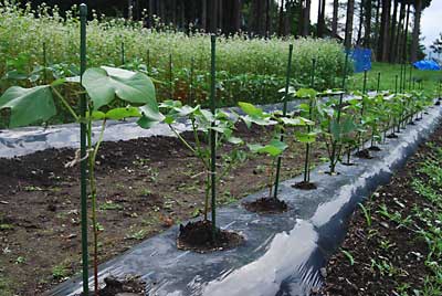 ワタもネキリ虫に襲撃されながらもなんとかがんばっています。