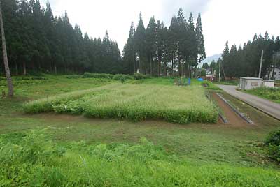 ため池の下の畑の草刈りが完了しました。