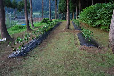 神楽なんばん畑の草刈りをしました。