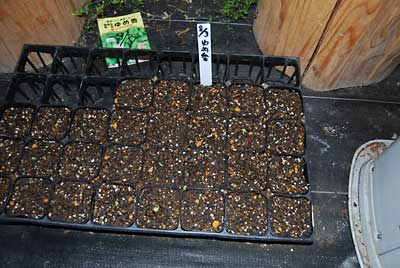 ３日に種まきした枝豆「ゆめ香」が、早くも発芽し始めました。
